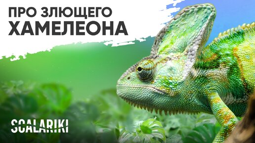 Что нужно знать о Йеменском Хамелеоне