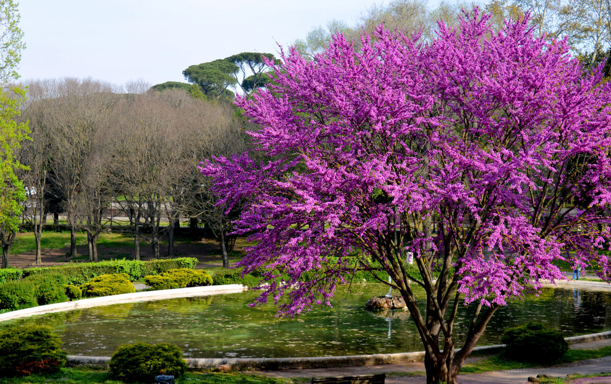 Только посмотрите на это дерево в парке Боргезе! Как часто в природе встречаются такие оттенки?