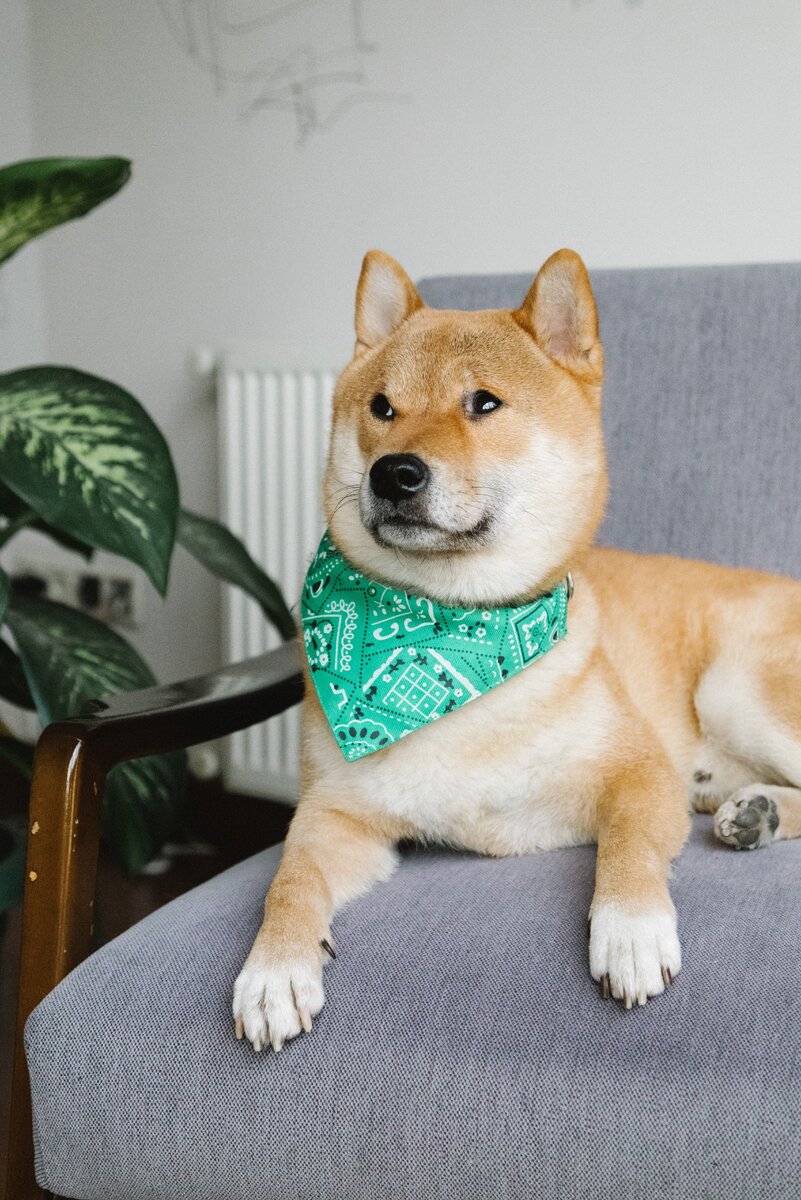 фото с открытого источника https://www.pexels.com/ru-ru/