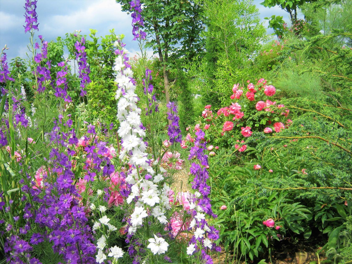 Однолетний дельфиниум или шпорник. Всегда красивое сочетание с розами и пионами.