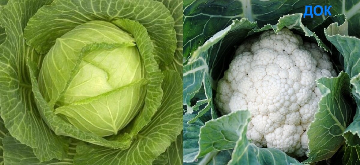 Белокочанная и цветная капусты