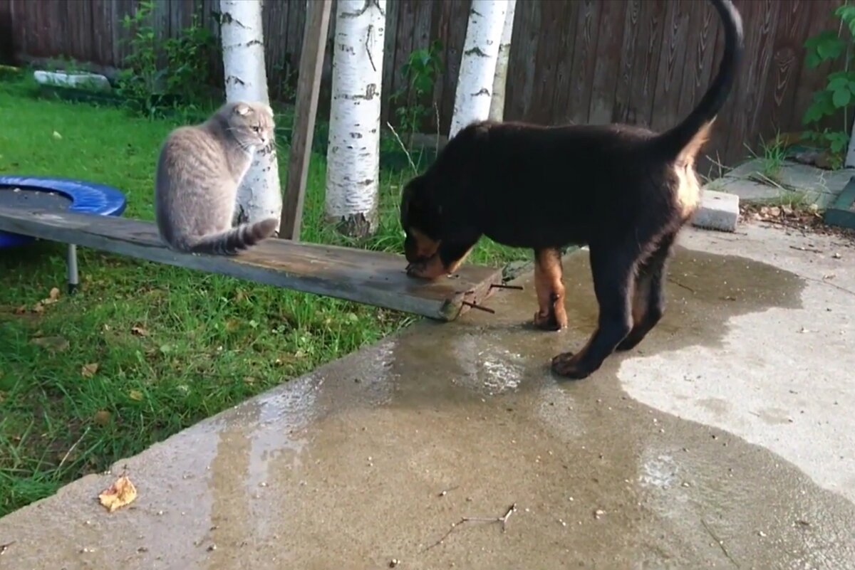 Дюша и Шуня 