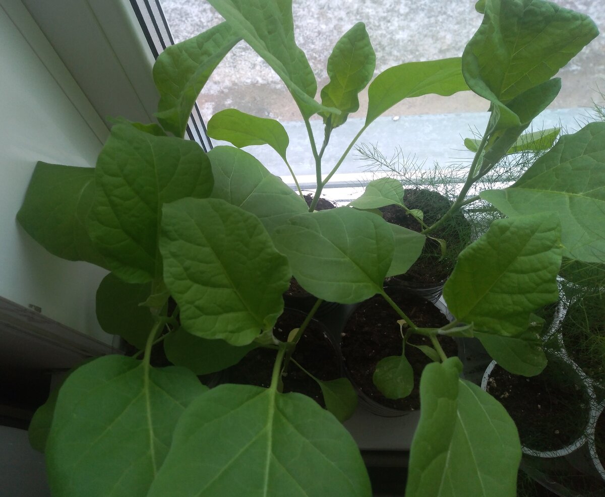 Мои баклажаны 19.04.21.