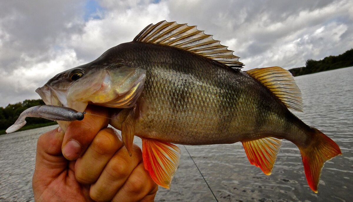 Зачем столько сложностей? Рыбу нашел - поймаешь. А не нашел... | Max Fishing  | Дзен