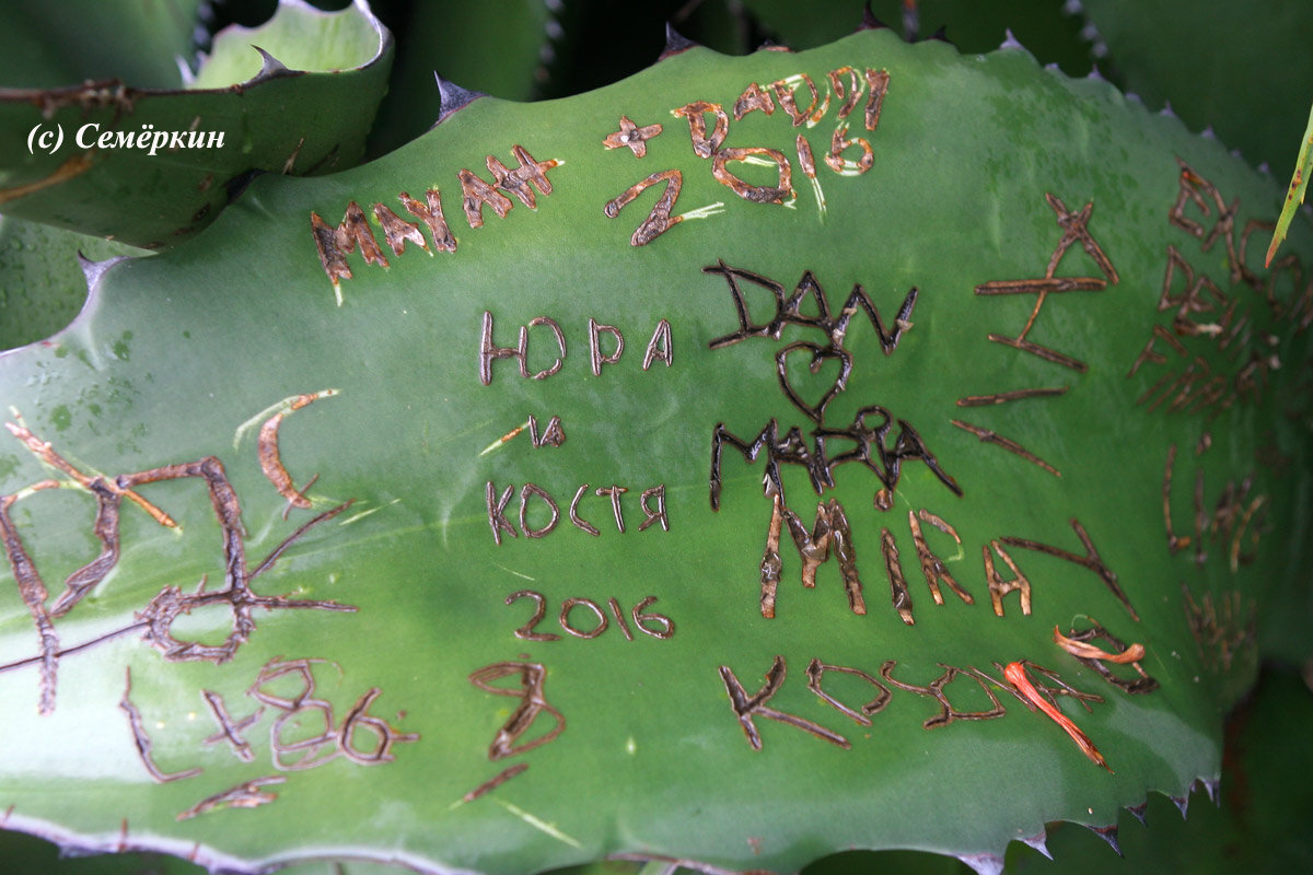 Фотография из интернета для примера