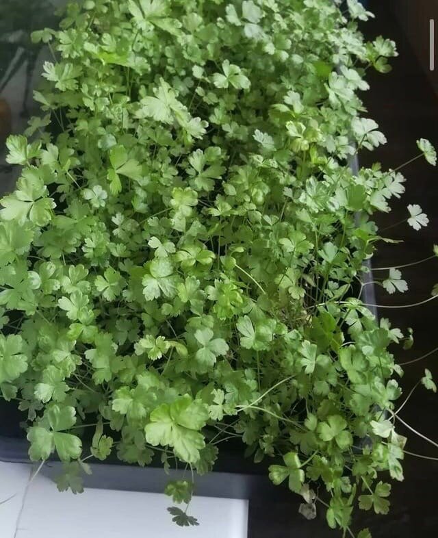петрушка на подоконнике