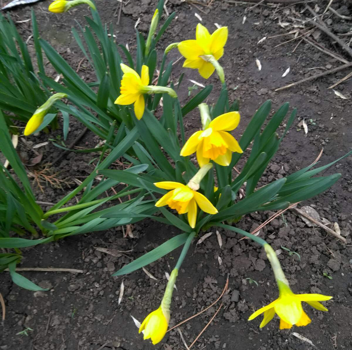 Нарциссы с простой формой цветка самые неприхотливые, хотя роскошные желто-белые мне тоже нравятся