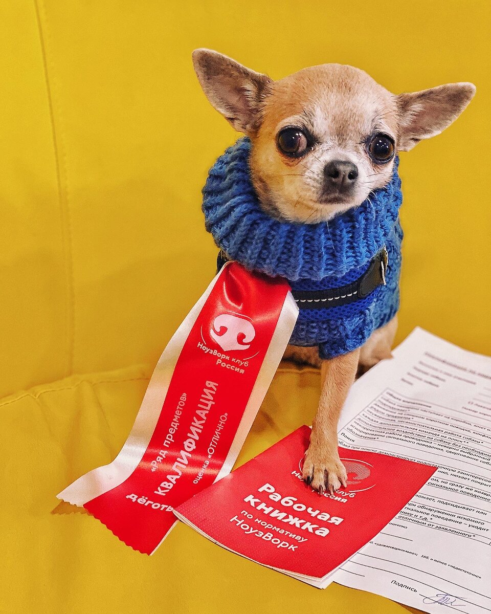 Instagram: @chiwawa_bella