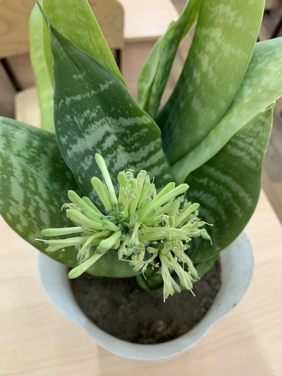 Древние поверья и легенды о растении