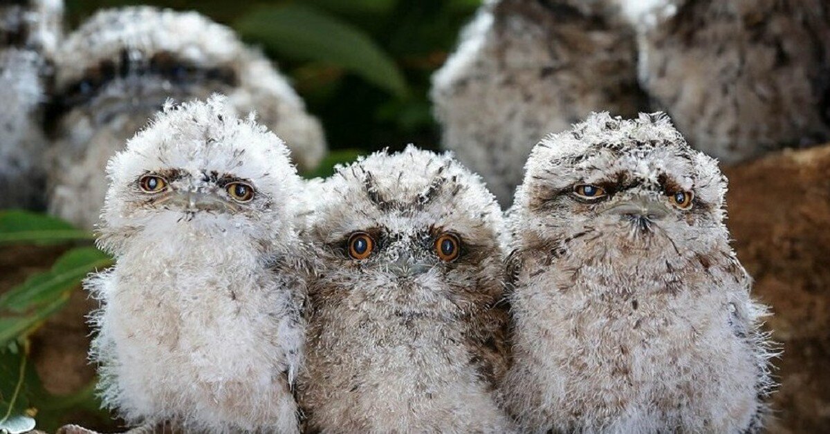 Мы не снежные совы, мы птенцы лягушкорота (Яндекс картинки)