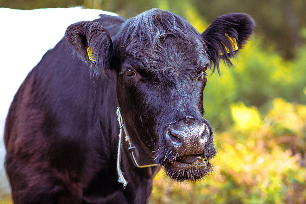 10 особенностей коров, которые отталкивают от них многих заводчиков ...