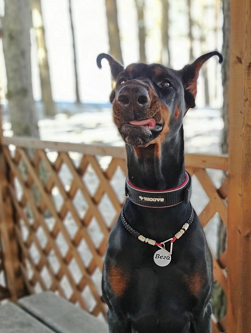 Dobermann sw300cr