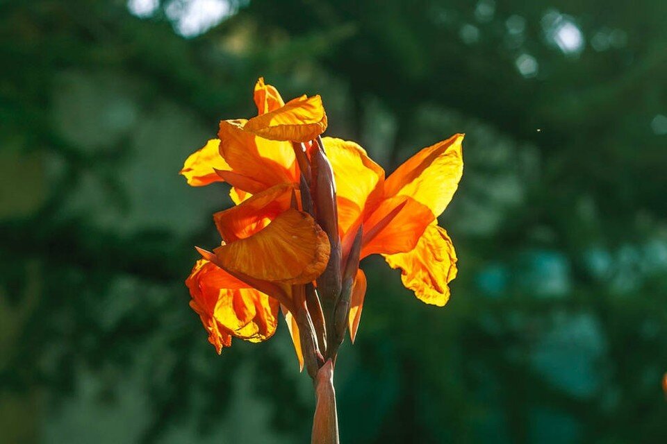     Красивый и эффектный цветок. Фото: Игорь Самусенко/Никитский ботанический сад (НБС-ННЦ РАН)/VK