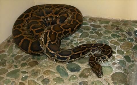 Фото: sakhalinzoo.ru