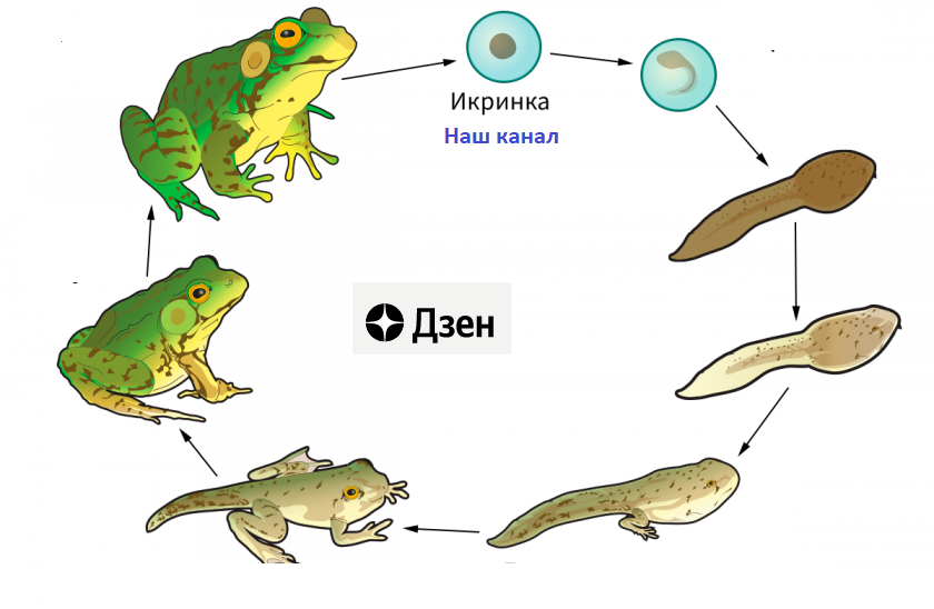 Наш канал в Дзене