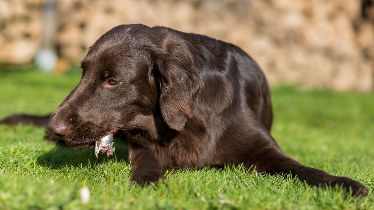 Собака ест сырую рыбу