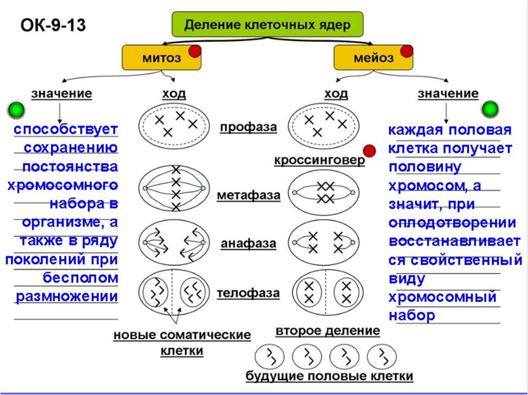 Митоз и мейоз — еще один способ применить мнемотехнику на уроке в 9 классе.  И это не про «папа-мама-Аня-Таня» | Елена Сова: пуд соли в школе | Дзен