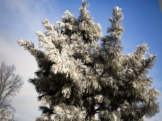     фото густаво зырянова/мк в новосибирске