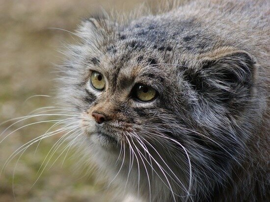     Фото Pixabay.com