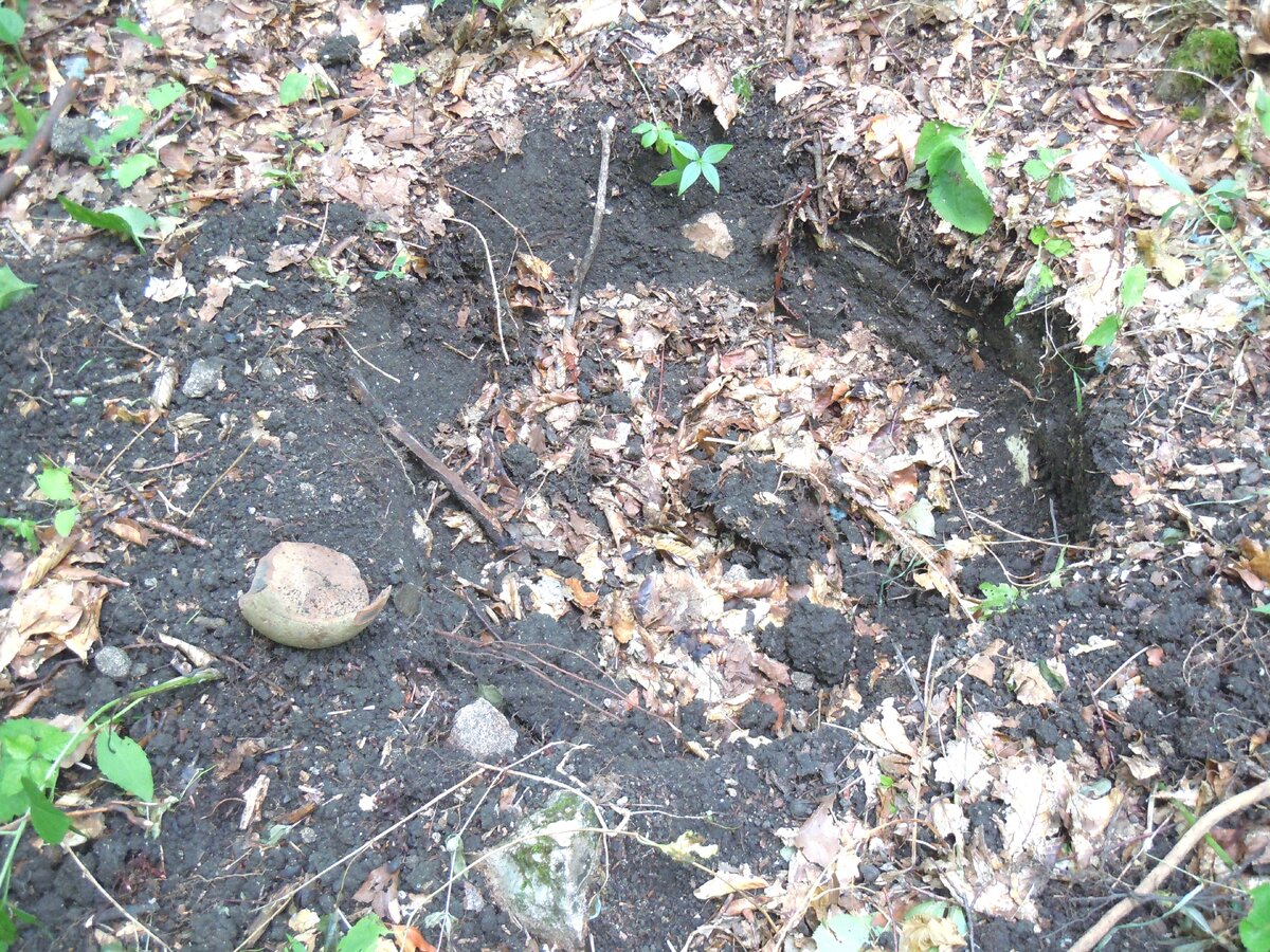 4 сентября 2014 года Теперь о другом. Сейчас на самой восточной Богатырской поляне работают лесозаготовители. Ниже показаны результаты их деятельности.-25