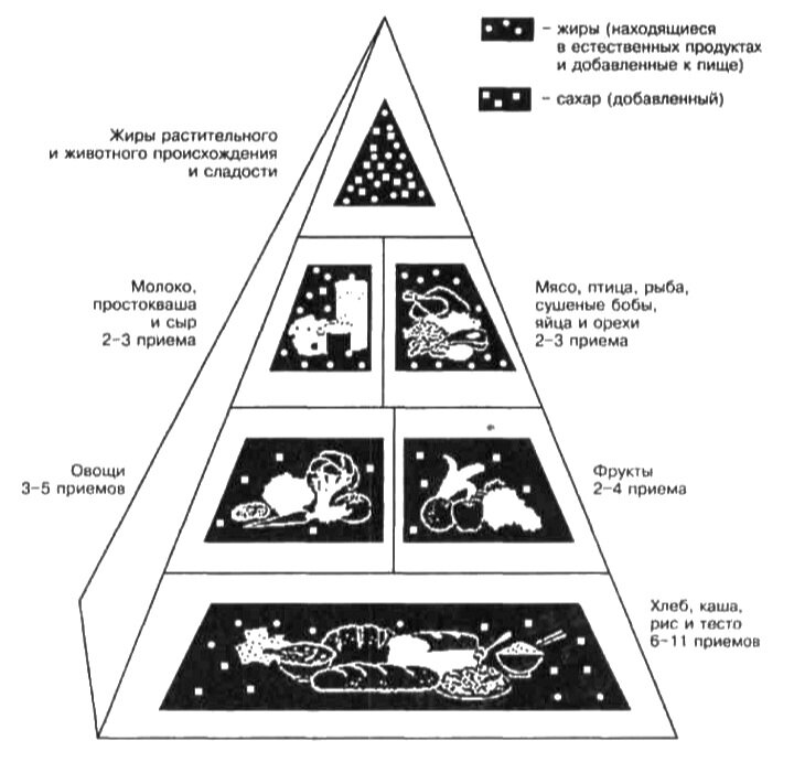 "Пирамида питания" (руководство к выбору пищевых продуктов), разработанная американским департаментом сельского хозяйства (USDA). Это система, разделяющая продукты на пять основных пищевых групп