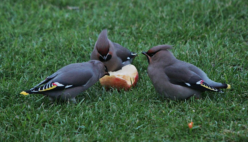 Соображают на троих