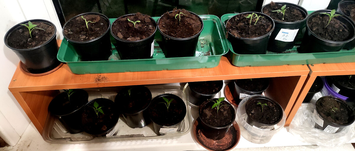 По всем подоконникам у неё рассада... (фото из архива автора)