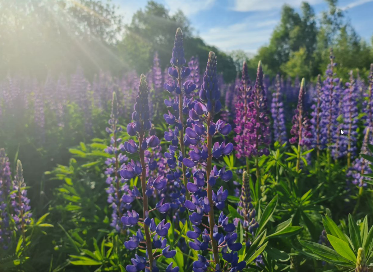 В окрестных полях люпины растут огромными группамм и размножаются самосевом