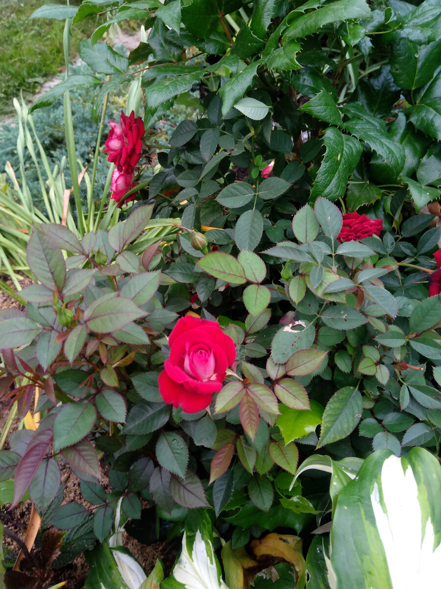 Вот как раз эта была розовой при покупке.