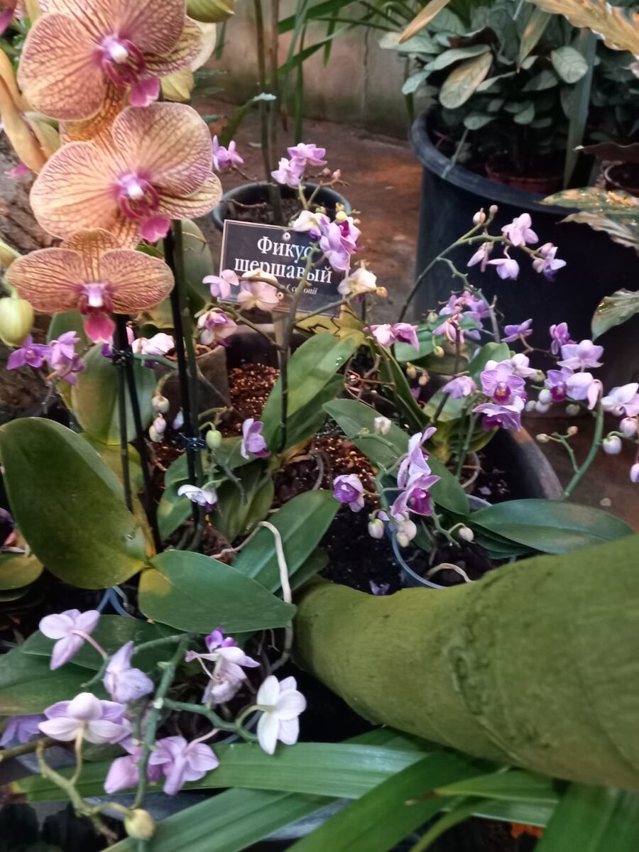 В оранжерее. Фото автора