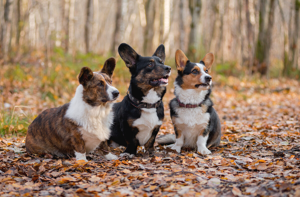 Вельш корги кардиган: РЕДКИЕ ПОРОДЫ СОБАК | Dog People: Собаки и Люди | Дзен