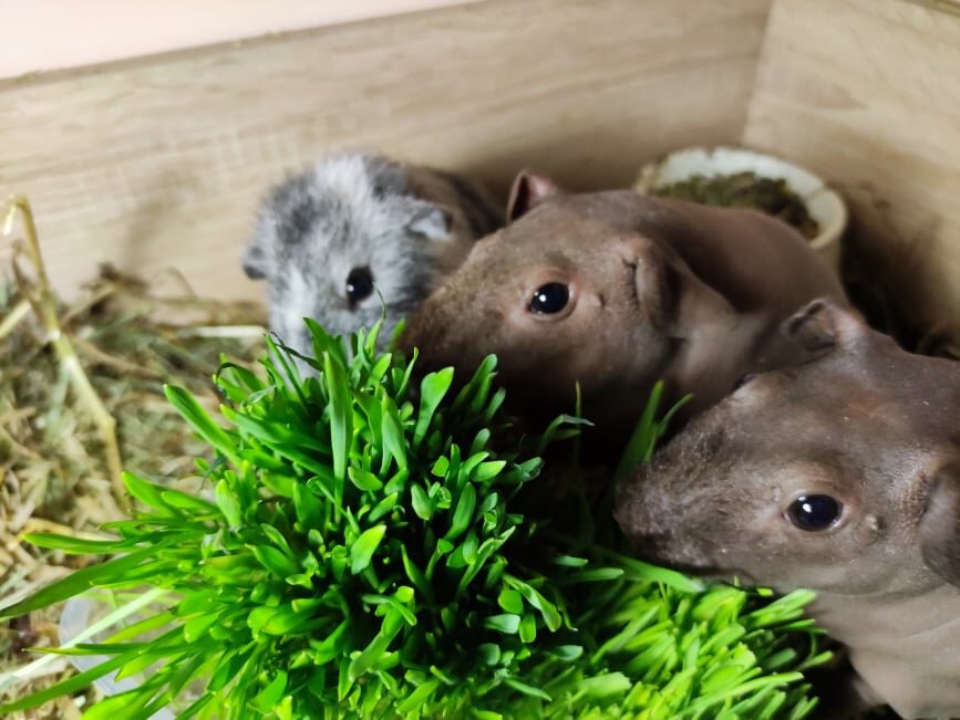 Поесть сейчас, или потом? Наверное поем сейчас, а потом еще поем.