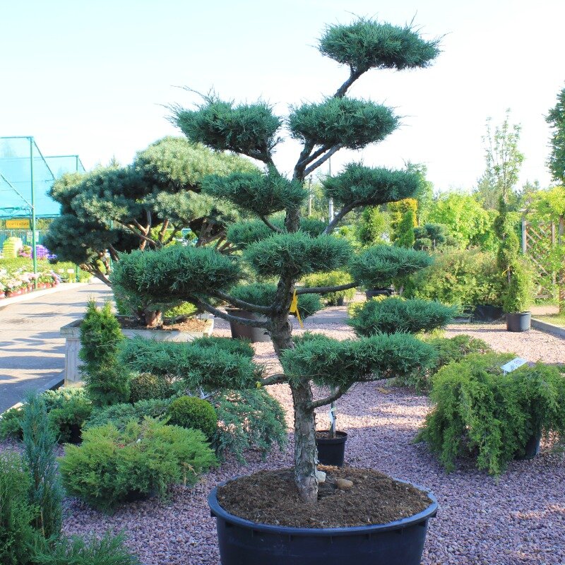 Можжевельник средний Хетци Бонсай. Фото ООО «Питомник декоративных культур «Южный»