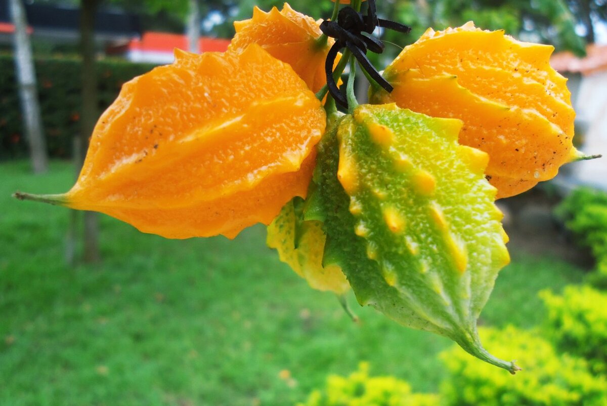 Момордика харанция