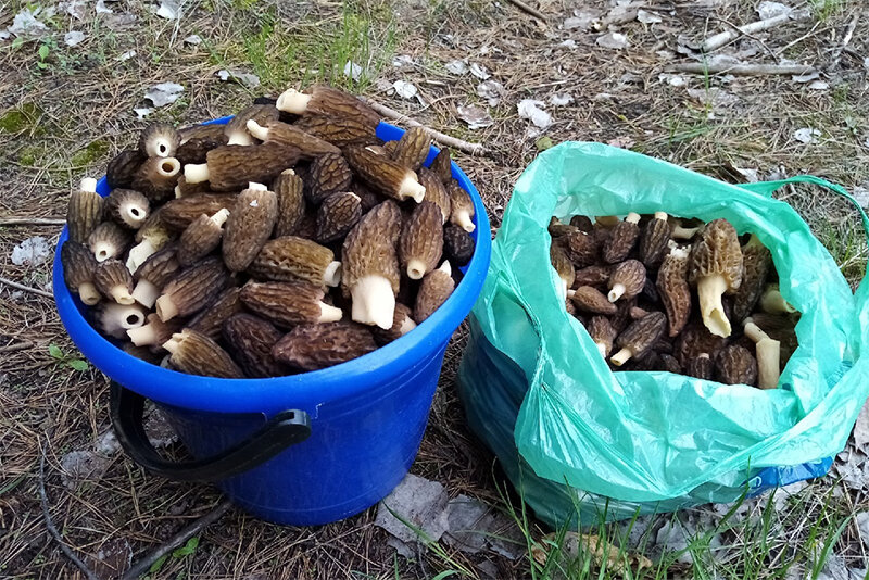 фото взято из интернета, г Киров 10.05.2021