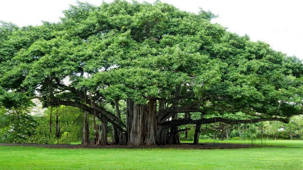 Роскошный баньян - Ficus benghalensis