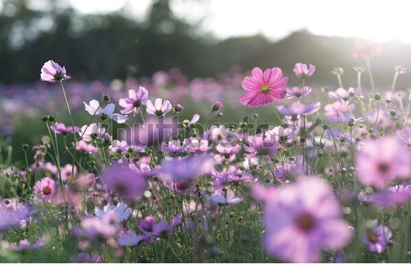 Всем девушкам - самые красивые цветы со всех полей мира!!🌷😍