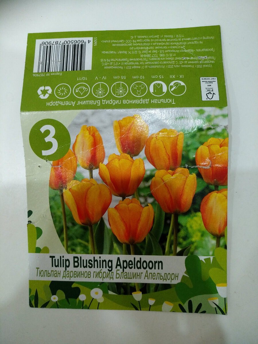 Тюльпан дарвинов гибрид Блашинг Апельдорн