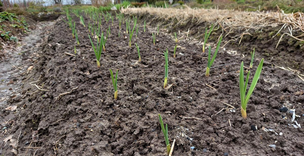 Фото от 4-го мая. Накрывала чеснок лапником. 