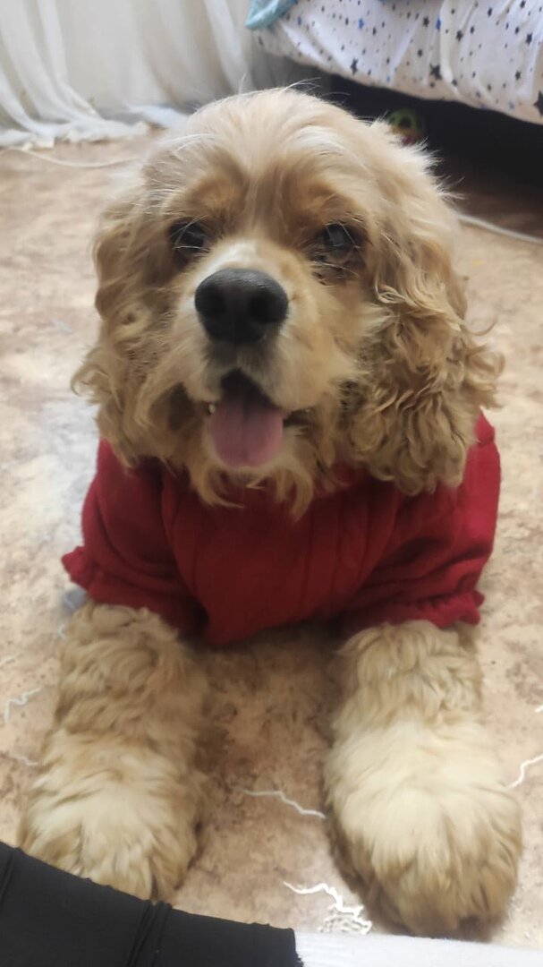 Домашний Бади в новой кофточке