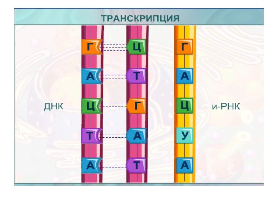 Транскрипция ДНК. Транскрипция РНК. Транскрипция ДНК И РНК. Транскрипция ДНК рисунок.