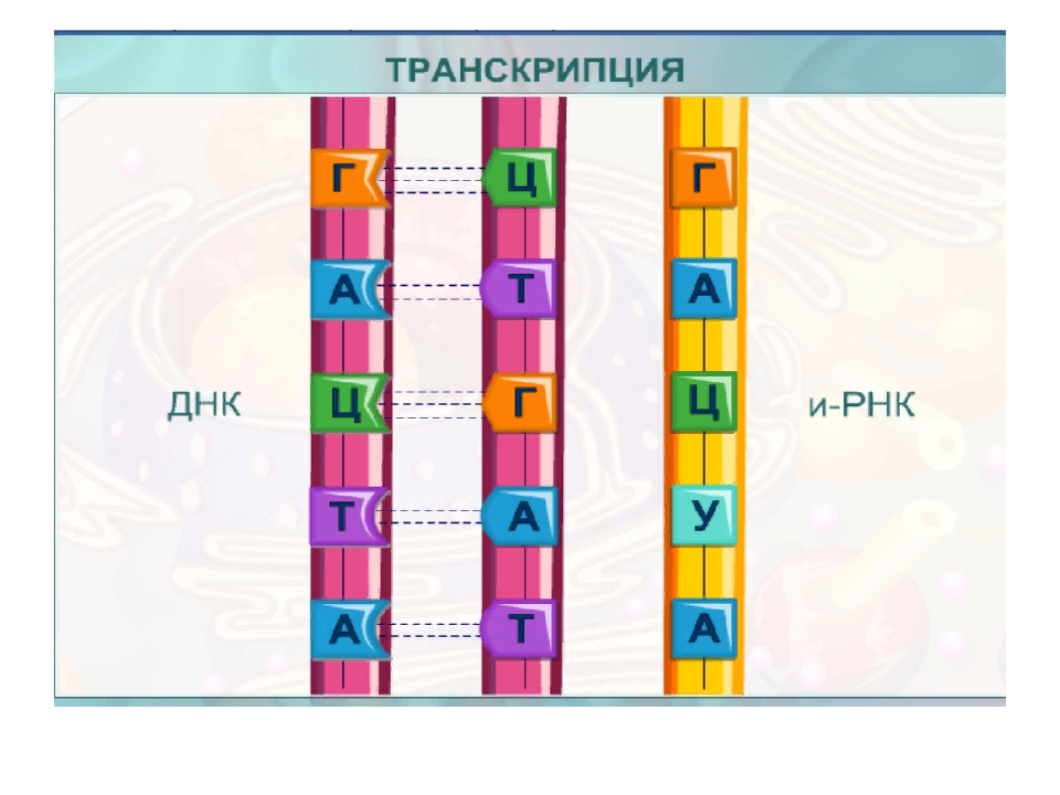 Верхняя цепь днк транскрибируемая. Транскрипция ДНК. Транскрипция РНК. Направление транскрипции ДНК. Транскрипция ДНК В МРНК