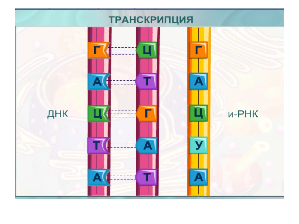 Верхняя цепь днк транскрибируемая. Транскрипция ДНК. Транскрипция РНК. Направление транскрипции ДНК. Транскрипция ДНК В МРНК.