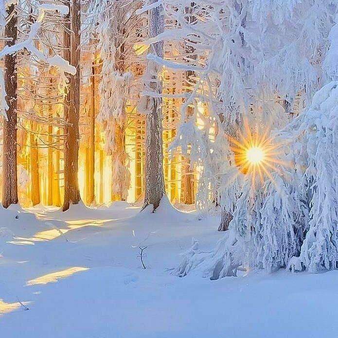 Зимний лес.