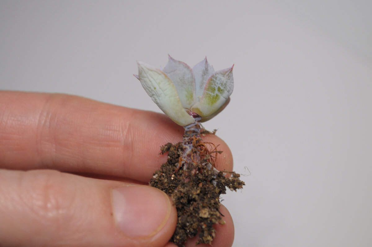 Полив и сквозняк сделали свое дело. Эхеверии прекрасно переносят прохладу, но только с сухими корнями.