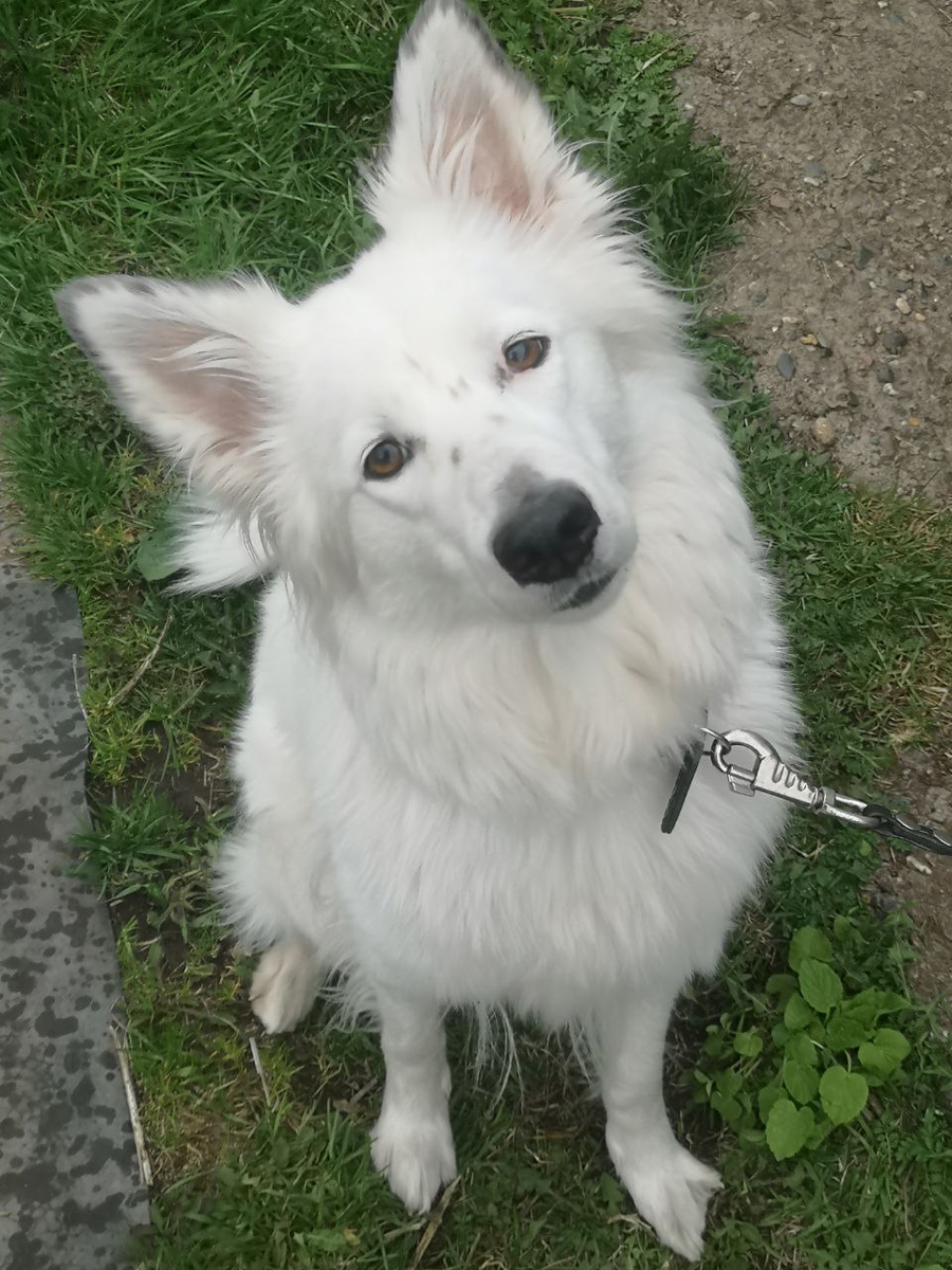 Ну посмотрите на эту умильную мордаху, разве такая может доставить кому-то неприятности?