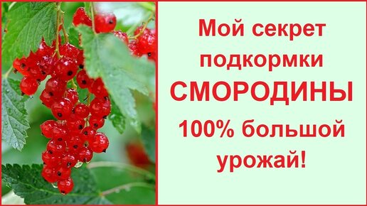 Чем и как обработать смородину весной от болезней и вредителей – Антонов сад