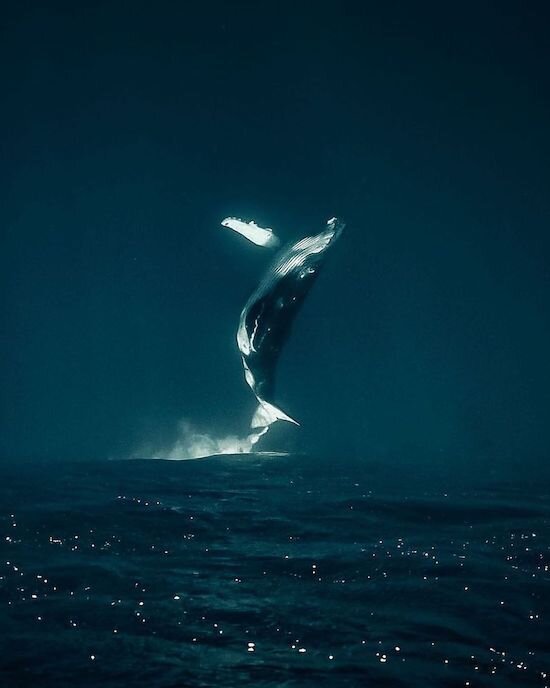 Источник фото https://t.me/felicitas_999