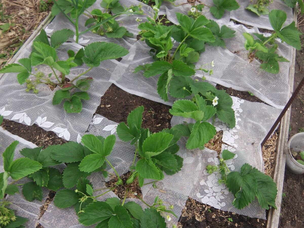 Салфетки для клубники. Фото автора