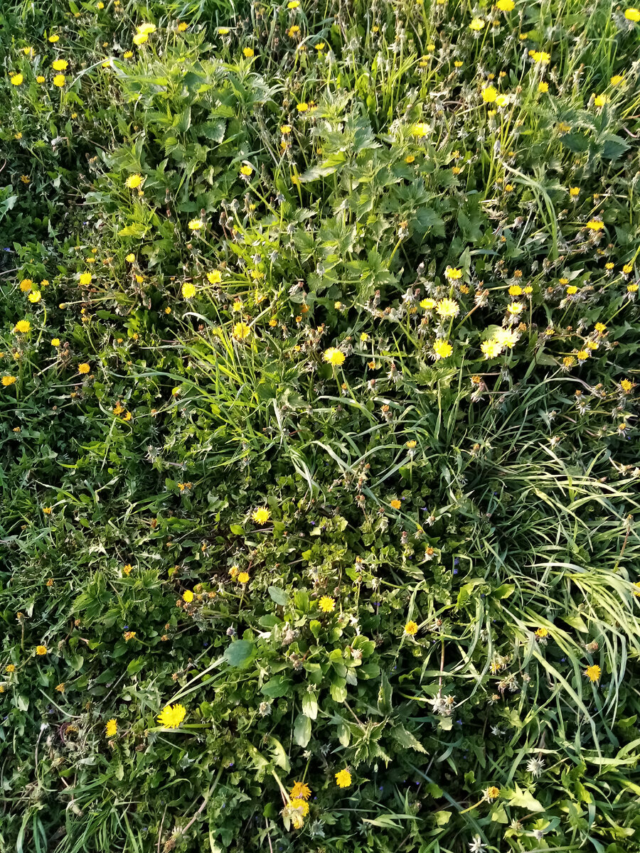 Вечерний луг, уже зеленый